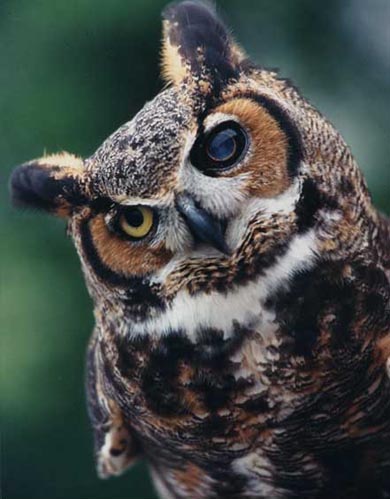 great-horned-owl.jpg